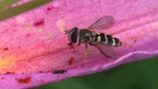 30秒の心象風景7578・花粉をつかむ～ヒラタアブ～