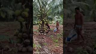 Dwarf Tacunan Coconut harvest time