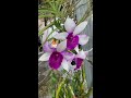 beautiful dendrobium nobile bloom