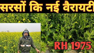 सरसों कि नई किस्म RH 1975 एक नंबर इस टाइम गांव में || sarso ki kheti || sarso ki new variety Rh1975