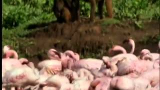 Geocore Shorts: Animals Geocore Shorts: Animals Waders And Waterfowl: Baboons Vs. Flamingos