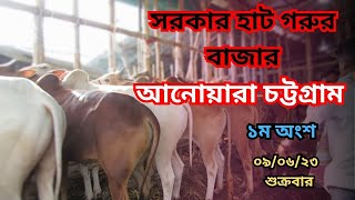 সরকার হাট গরুর বাজার l আনোয়ারা চট্টগ্রাম - ০৯/০৬/২৩  শুক্রবার - ১ম অংশ