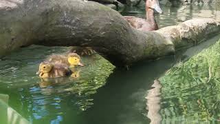 Critically endangered Baer's pochard family