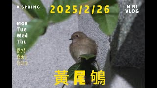 黃尾鴝 母鳥 2025/02/26