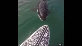 Scottish Guy Reacting To A Killer Whale In The Loch 🏴󠁧󠁢󠁳󠁣󠁴󠁿 #Scottish #KillerWhale