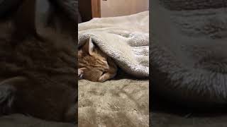 [猫]寒くて布団から出たくない猫　こすけくん