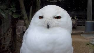 シロフクロウ Snowy Owl #03