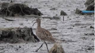 チュウシャクシギの面白い鳴き声　Whimbrel call