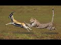 Most Amazing Big Cats Hunting Attack. WTN Animals