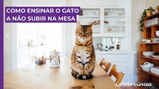 Como ensinar o gato a NÃO SUBIR na mesa