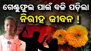 ଗେଣ୍ଡୁଫୁଲ ପାଇଁ ବଳି ପଡିଲା ନିରୀହ ଜୀବନ ! | Odisha Reporter