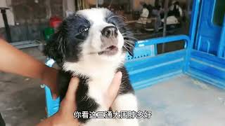 按粉丝要求淘七白三通头顶宝石黑白边牧犬，经过激烈砍价最终拿下