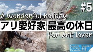 【アリ観察】アリ愛好家の最高の休日 in 九州【4K】vol.5　〜 A wonderful holiday for Ant lover 〜◆【Ant watching】◆ 【アリの種類】