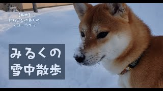 【柴犬】いちごとみるくのスローライフ　雪中散歩ではしゃぐ柴犬がかわいい　JAPAN [SHIBA-INU]　＃柴犬　＃柴犬の日常