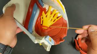 Pelvic Floor Structures