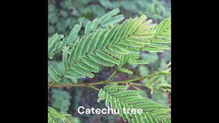 Catechu tree