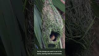 Nature Tailor at Work🐦🪹  #bayaweaver  #nest #nestbuilding #nature