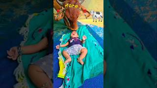 నమో గోమాత🙏🌹🙏#Namo Gau matha🙏🙏#shorts#ytshorts#shortsindia#trending#viralvideo#shortsviral#shortsfeed