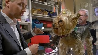 Vitas - The secret life of pets (Living life - 1tv 03.03.2019)