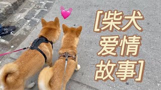 【柴犬koko】Koko恋爱了！！Shiba Inu Puppy Love 🐕🐕💕 (多伦多狗公园/ Toronto Allen Garden Dog Park)