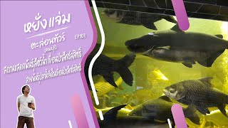 สถานแสดงพันธุ์สัตว์น้ำ เขื่อนป่าสักชลสิทธิ์ [Aquarium PaSak JoLaSid Dam] หยั่งแจ่ม [YangJam] EP:107