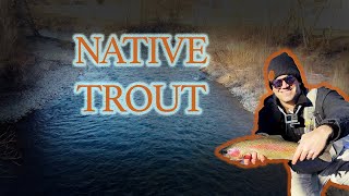 MASSIVE Native Trout Boise River #flyfishingonly #fishing #flyfisherman #flyfisherman