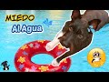 Mi Perro Tiene Miedo Al Agua 😓 Os Cuento Mi Experiencia / Lana