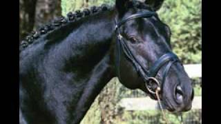 Black Trakehner Stallion Kobra Von C