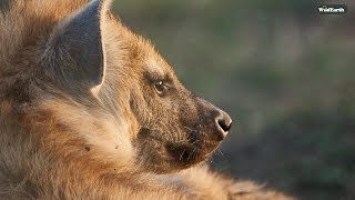 Hyena nap time - SafariLIVE Sunrise - 21 December 2024