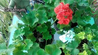 How to use liquid NPK fertilizer, \u0026 why to grow Geraniums