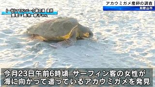 磯の浦海水浴場　アカウミガメ　8年ぶりに産卵？　調査活動　和歌山市