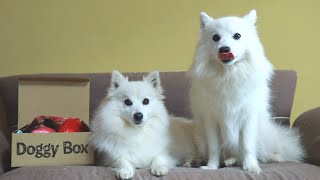 おやつとおもちゃに興奮が止まらない白い犬の親子【ドギボ】