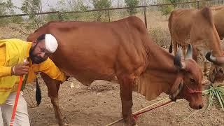 ಹೊರ್ತಿ ದನಗಳ ಜಾತ್ರೆಯಲ್ಲಿ ಗಿರ್ ಹಸುಗಳ ಮಾರಾಟ