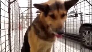 救われた犬は、幸せになる