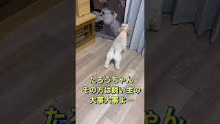 忙しくてお誘いを無視していたら、飼い主の大事な物に攻撃をするたろうちゃん　#マルプー #マルチーズ #トイプードル #ミックス犬 #可愛い #癒し #犬のいる暮らし #わんこ