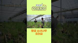 [역전의부자농부 254회] 황금 소사나무 유천금