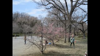 上尾丸山公園（上尾市）～南側駐車場と児童遊園地の周辺　芝生広場に咲く河津桜