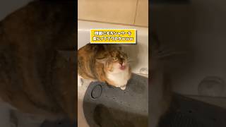 ネッコの動画見てニヤケたら負けwww #猫 #猫のいる暮らし #ねこ #動物 #2ch #2ch動物スレ #可愛い