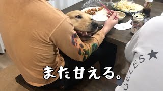 犬も人間もオスは浮気するもんだと悟った父とゴールデンレトリバーベンツ。