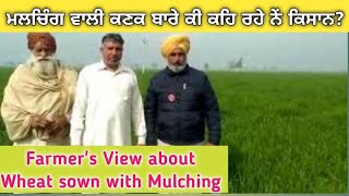 #zeroillWheat  Mulching wali kanak: ਪਰਾਲੀ ਦਾ ਪੱਕਾ ਹੱਲ