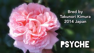 PSYCHE ROSE plant by Takunori Kimura 2014 Japan バラ シンシエ 木村卓功氏