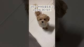 강아지 반려동물 등록 과 내장칩 장단점은?#shorts