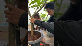 Did you watch our last Vlog where Anayka learns gardening?