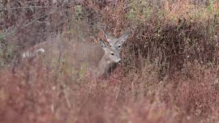 Horn Pond 20241030 white tailed deer 6L6A0826