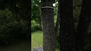 Rigging MASSIVE Poplar Top Over House