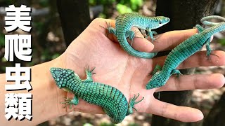 We tried raising multiple of the world's most beautiful blue reptiles... [Abronia graminea]