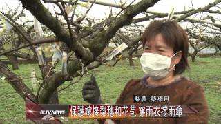 20150217 保護嫁接梨穗和花苞 穿雨衣撐雨傘