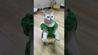 毛孩子太聪明了，笑死我了😂 #猫咪 #萌宠出道计划 #戏精猫