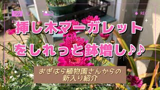 「挿し芽マーガレットをしれっと鉢増し＆新入り紹介」