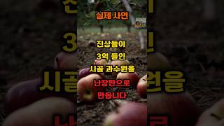 (실제사연) 3억들인 과수원을 난장판으로 만들어버립니다